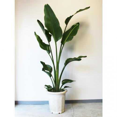 【観葉植物】オーガスタ(10号鉢)　10000円～15000円