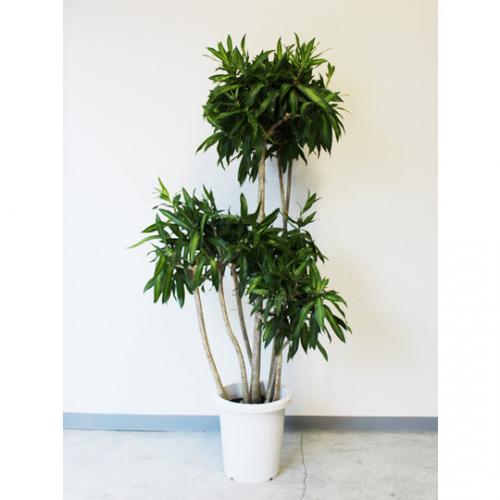 【観葉植物】ソングオブジャマイカ(10号鉢)　10000円～15000円