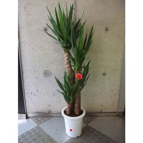 【観葉植物】ユッカ(青年の木)(8号鉢)　5,000円～8,000円