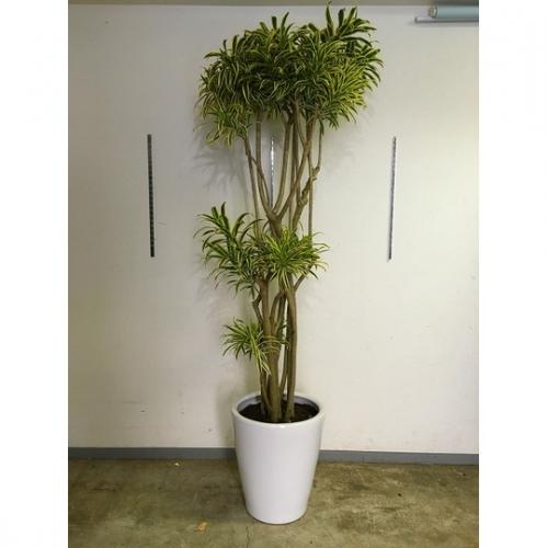 【観葉植物】ソングオブインディア(10号鉢)10,000円～15,000円