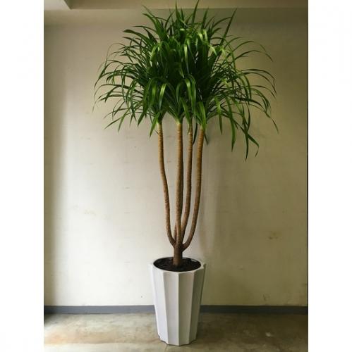 【観葉植物】カンボジアーナ(10号鉢)10,000円～15,000円