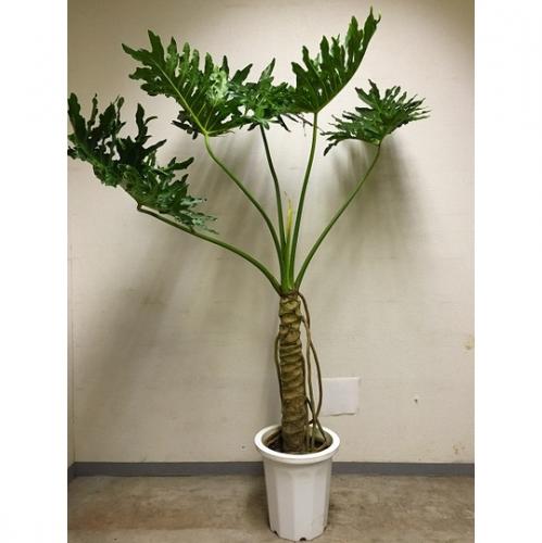 【観葉植物】セローム(10号鉢)10,000円～15,000円