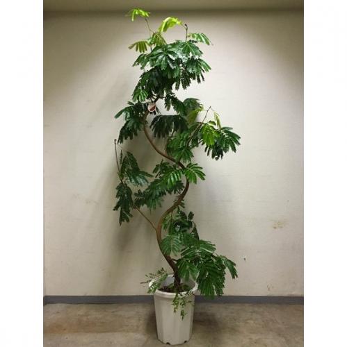 【観葉植物】エバーフレッシュ(10号鉢)10,000円～15,000円