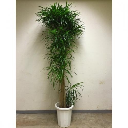 【観葉植物】リフレクサ(10号鉢)10,000円～15,000円