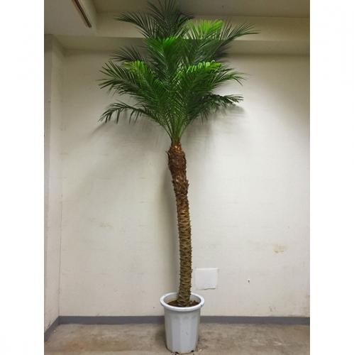 【観葉植物】ロベフェニックス(10号鉢)10,000円～15,000円