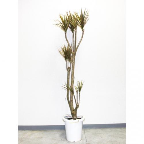 【観葉植物】コンシンネ(8号鉢) 5000円～8000円