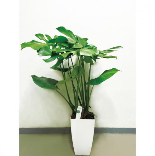 【観葉植物】モンステラ(8号鉢)5,000円～8,000円