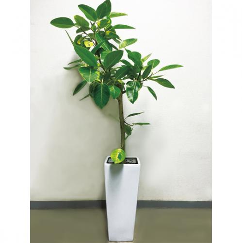 【観葉植物】ベンガルゴム(8号鉢)5,000円～8,000円