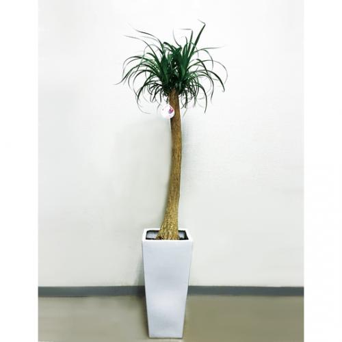 【観葉植物】ポニーテール(8号鉢)5,000円～8,000円